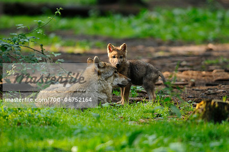 Eurasian wolves (Canis lupus lupus) mother with her pup in the forest, Bavaria, Germany