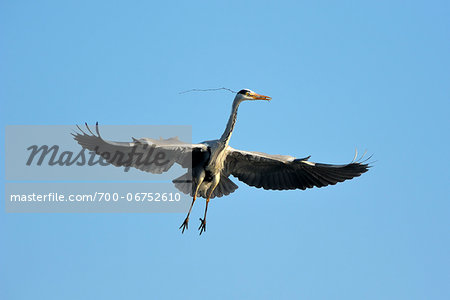 Grey Heron, Ardea cinerea, in flight, Spring, Franconia, Bavaria, Germany, Europe