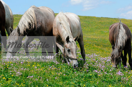 Lipizzan on a flower meadow, Austria