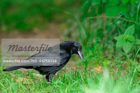 Carrion Crow (Corvus corone) standing on a meadow, Bavaria, Germany