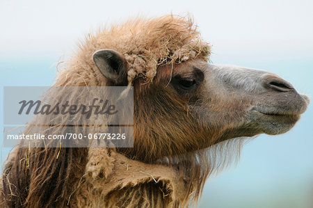 Portrait of a Bactrian camel (Camelus bactrianus), Germany