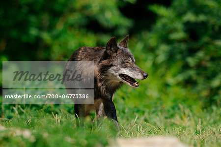 Eastern wolf (Canis lupus lycaon) standing on a meadow, Germany