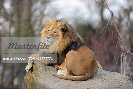 Lion (Panthera leo) male lying on boulder outdoors in a Zoo, Germany