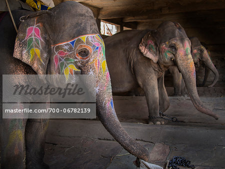 Decorated elephants in stable, Amber, India
