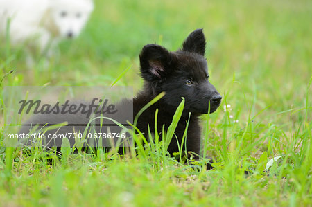 Black wolfdog puppy lying down on a meadow, Bavaria, Germany