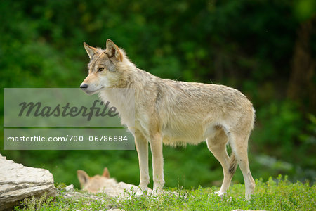 Eastern wolf (Canis lupus lycaon) standing on a meadow, Germany