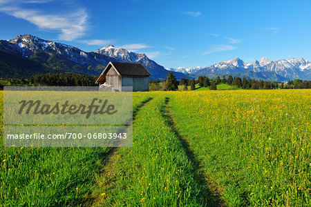 Path through flowering Meadow in the Spring, Halblech, Swabia, Bavaria, Germany Path through flowering Meadow in the Spring, Halblech, Swabia, Bavaria, Germany