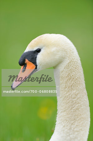 Portrait of a Mute Swan (Cygnus olor) in spring, Upper Palatinate, Bavaria, Germany