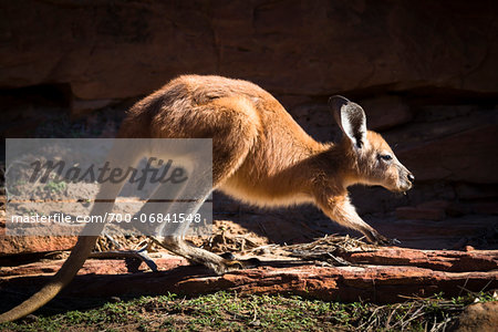 Kangaroo at the Loop, Kalbarri National Park, Western Australia, Australia