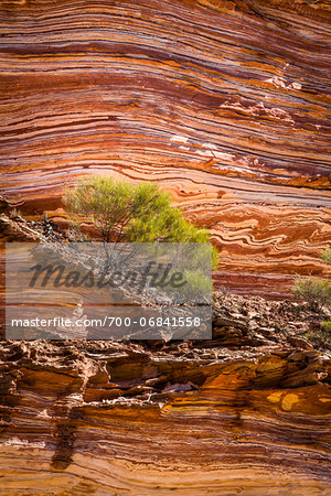 Shrub on Rock Ledge, The Loop, Kalbarri National Park, Western Australia, Australia Shrub on Rock Ledge, The Loop, Kalbarri National Park, Western Australia, Australia
