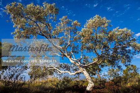 Karijini National Park, The Pilbara, Western Australia, Australia