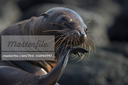 sea lion licking foot in Galapagos Islands sea lion licking foot in Galapagos Islands