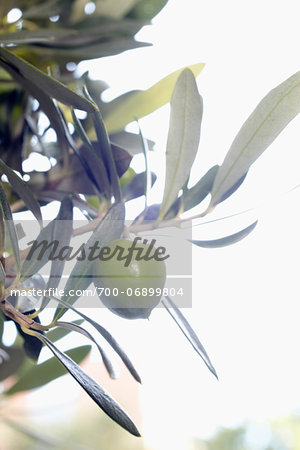 close-up of ripe olive on tree close-up of ripe olive on tree