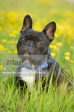 Close-up of a French Bulldog in a meadow in summer, Bavaria, Germany.