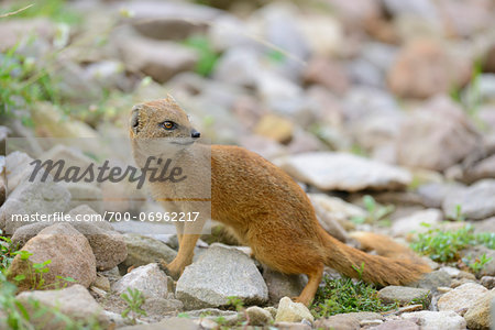 Close-up of Yellow Mongoose (Cynictis penicillata) on Rocks in Summer, Bavaria, Germany