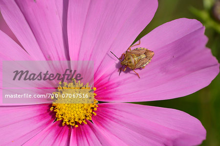 Close-up of Forest Bug (Pentatoma rufipes) on Blossom of Garden Cosmos (Cosmos bipinnatus), Bavaria, Germany