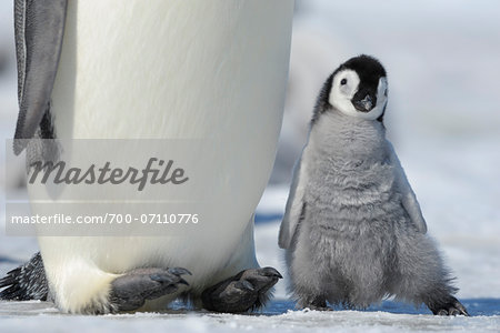 Close-up of Emperor Penguin (Aptenodytes forsteri) Chick next to Adult, Snow Hill Island, Antarctic Peninsula, Antarctica