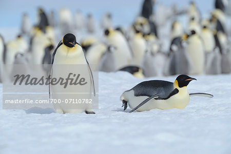 Emperor Penguin (Aptenodytes forsteri) Colony, Snow Hill Island, Antarctic Peninsula, Antarctica
