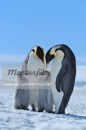 Adult Emperor Penguins (Aptenodytes forsteri) with Chicks, Snow Hill Island, Antarctic Peninsula, Antarctica