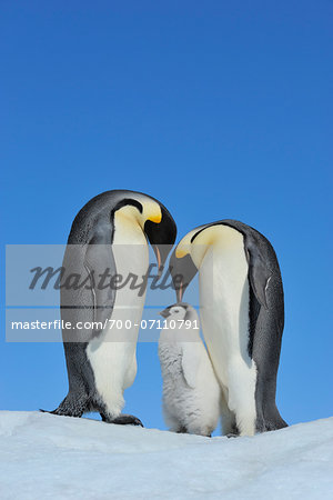 Adult Emperor Penguins (Aptenodytes forsteri) with Chick, Snow Hill Island, Antarctic Peninsula, Antarctica