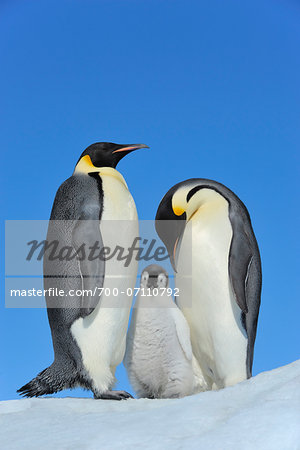 Adult Emperor Penguins (Aptenodytes forsteri) with Chick, Snow Hill Island, Antarctic Peninsula, Antarctica