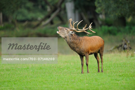 Male Red Deer (Cervus elaphus) Calling at edge of Woods, Wildlife Park Old Pheasant, Hesse, Germany