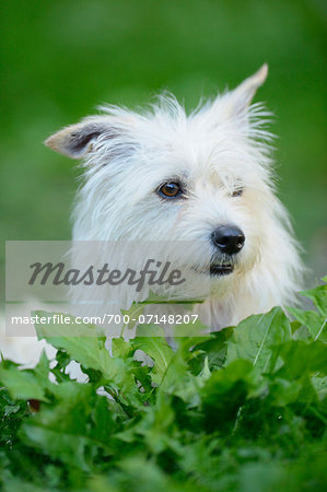 Close-up portrait of mixed-breed dog in meadow, Bavaria, Germany
