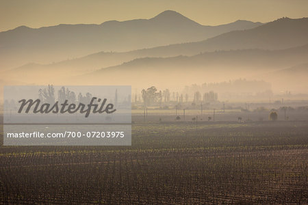 Scenic view of vineyards in Casablanca, Provincia de Valparaiso, Chile