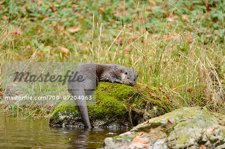 European Otter (Lutra lutra) on Riverbank in Autumn, Bavarian Forest National Park, Bavaria, Germany