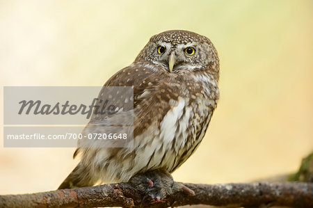 Close-up of Eurasian Pygmy Owl (Glaucidium passerinum) in Autumn, Bavarian Forest National Park, Bavaria, Germany