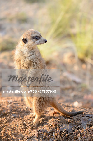 Close-up portrait of Meerkat (or Suricate, Suricata suricatta) looks out for danger, Bavaria, Germany