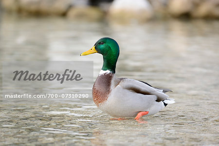 Male Mallard Duck (Anas platyrhynchos) at Lake in Winter, Grundlsee, Styria, Austria