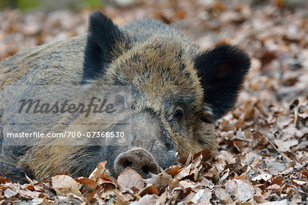 Close-up of Wild Boar (Sus scrofa) in Spring, Hesse, Germany