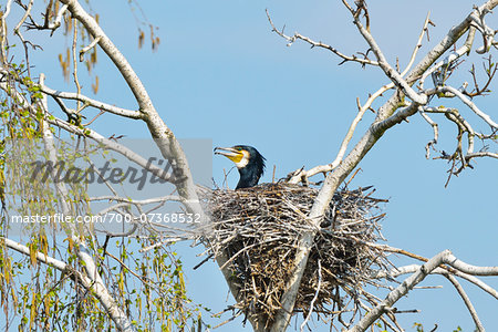 Great Cormorant (Phalacrocorax carbo) on Nest in Spring, Hesse, Germany