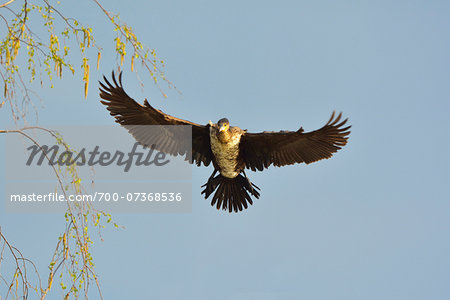 Great Cormorant (Phalacrocorax carbo) in Flight in Spring, Hesse, Germany