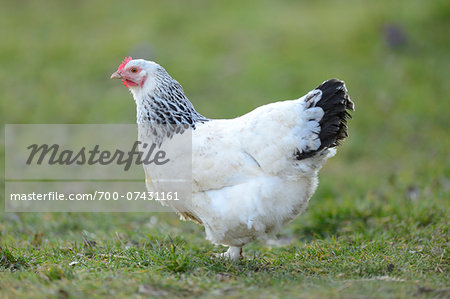 Close-up of Chicken on Meadow in Spring, Bavaria, Germany