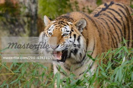 Portrait of Siberian Tiger (Panthera tigris altaica), Bavaria, Germany Portrait of Siberian Tiger (Panthera tigris altaica), Bavaria, Germany