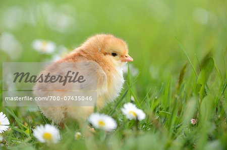 Close-up of Chick (Gallus gallus domesticus) in Meadow in Spring, Upper Palatinate, Bavaria, Germany