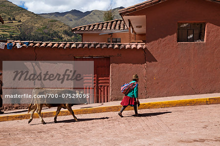 Woman in Peruvian clothing leading cow on rope on village street, Ccaccaccollo, Peru
