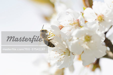 Close-up of European Honey Bee (Apis mellifera) on Wild Cherry (Prunus avium) Blossoms in Spring, Bavaria, Germany
