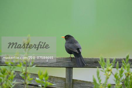 Common Blackbird (Turdus merula) on a wooden fance in spring, Bavaria, Germany Common Blackbird (Turdus merula) on a wooden fance in spring, Bavaria, Germany