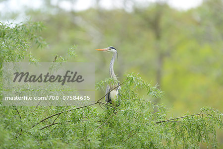 Grey Heron (Ardea cinerea) on a tree in spring, Bavaria, Germany