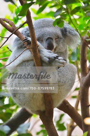 Close-up of Koala bear (Phascolarctos cinereus) sleeping in tree in zoo, Germany