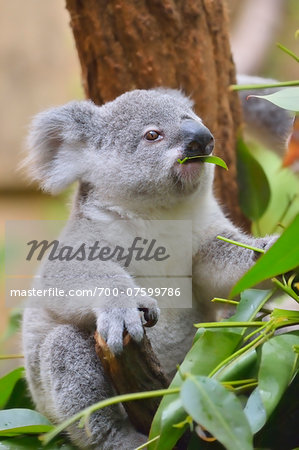 Close-up portrait of Koala (Phascolarctos cinereus) eating leaves in zoo, Germany
