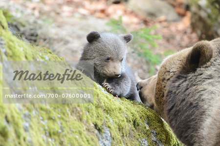 Close-up of a Eurasian brown bear (Ursus arctos arctos) cub with her mother in a forest in spring, Bavarian Forest National Park, Bavaria, Germany