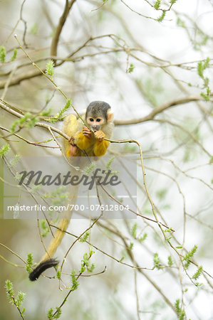 Close-up of a common squirrel monkey (Saimiri sciureus) on a tree in spring, Bavaria, Germany