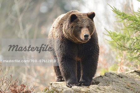 Close-up of a Eurasian brown bear (Ursus arctos arctos) in a forest in spring, Bavarian Forest National Park, Bavaria, Germany