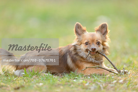 Close-up of Chihuahua lying in Garden with Stick in Spring