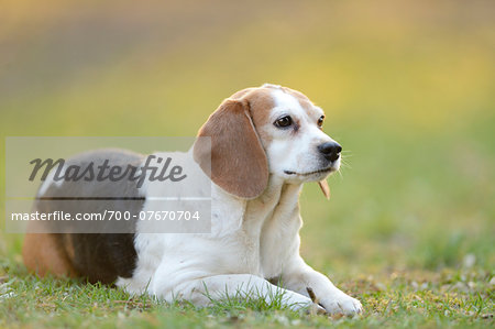 Close-up of Beagle lying in Garden in Spring