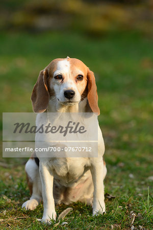 Close-up of Beagle Sitting in Garden in Spring